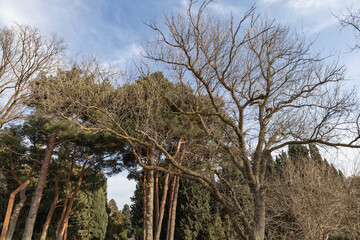 Trees in the park outdoor