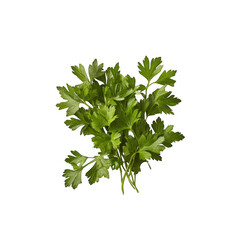 Fresh parsley bunch ready for culinary use in various dishes and recipes