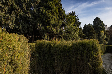 Ornamental Garden with Topiary Landscaping