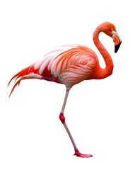 Fototapeta premium A graceful flamingo, standing on one leg, with its bright pink feathers on display. Transparent background