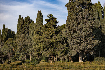 Trees in the park outdoor