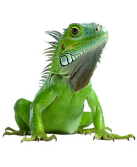 A green iguana with spiny scales, sitting on a white surface. Transparent background


