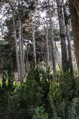 Trees in the park outdoor