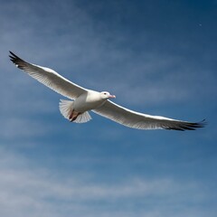 Obraz premium seagull in flight