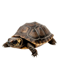 Obraz premium A small turtle with a patterned shell, resting comfortably on a white surface. Transparent background