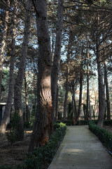 Trees in the park outdoor