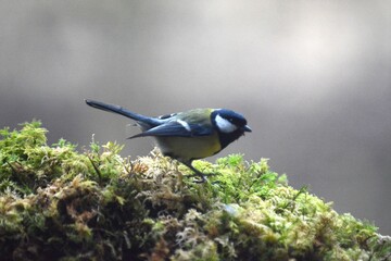 cinciallegra