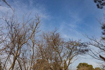 Trees in the park outdoor