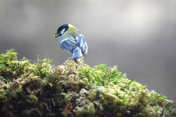 cinciallegra