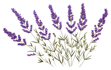 Fototapeta premium PNG Lavender in embroidery style flower plant inflorescence.