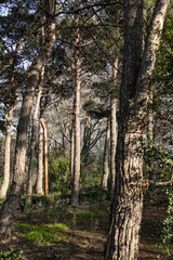 Trees in the park outdoor