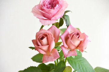 ピンクとブラウンのばら