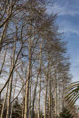 Trees in the park outdoor