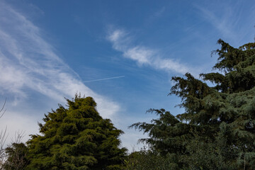 Trees in the park outdoor