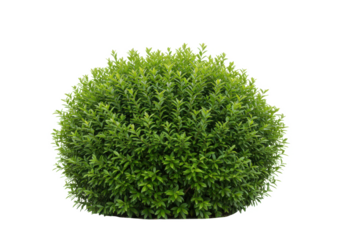 A dense green bush with vibrant leaves, front view, isolated on white background