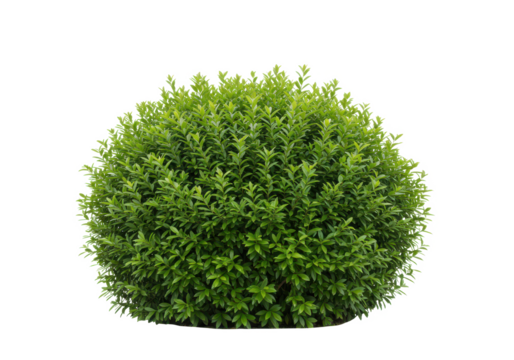 A dense green bush with vibrant leaves, front view, isolated on white background