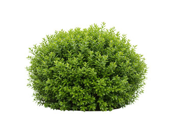 A dense green bush with vibrant leaves, front view, isolated on white background