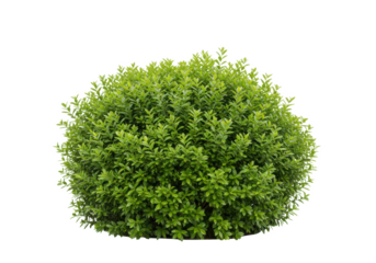 A dense green bush with vibrant leaves, front view, isolated on white background