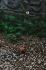 Close-up shot a snail moves on damp textured ground after rain. A small wildflower grows nearby, surrounded by green leaves. The setting reflects biodiversity, humidity, and the natural cycle of life.