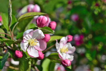 Obraz premium Apple Blossoms in Spring close up copy space