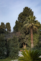 Trees in the park outdoor