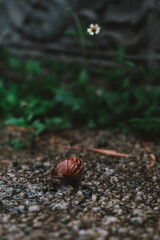 Close-up shot a snail moves on damp textured ground after rain. A small wildflower grows nearby, surrounded by green leaves. The setting reflects biodiversity, humidity, and the natural cycle of life.