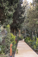 Trees in the park outdoor