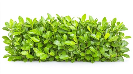 Obraz premium Lush Green Foliage with Vibrant Leaves for Natural Decor Use