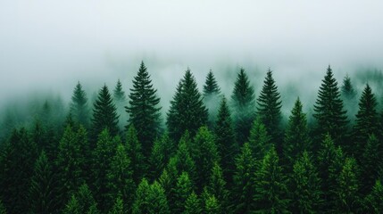 Fototapeta premium Misty forest nature idea. Beautiful misty forest landscape with towering green trees and a serene atmosphere.