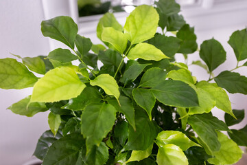 Radermachera, houseplant. Close up. Photo