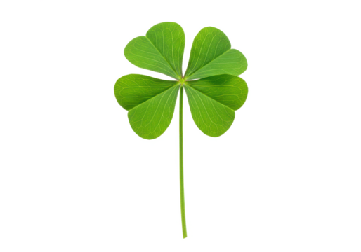 A vibrant green four-leaf clover with a long stem, isolated on white background