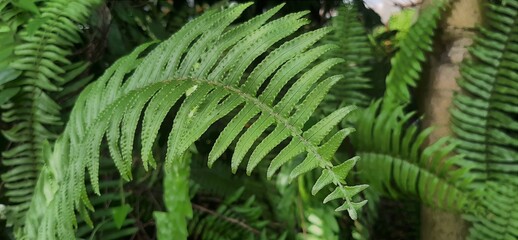 Sepat fern or centipede fern (Nephrolepis cordifolia) is a fern plant and belongs to the...