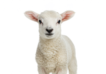 A young lamb with soft wool and curious expression, isolated on white background