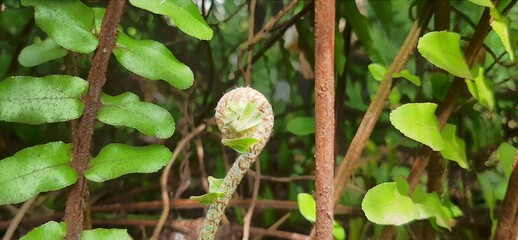 Sepat fern or centipede fern (Nephrolepis cordifolia) is a fern plant and belongs to the...