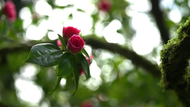 blooming tree in garden in spring day