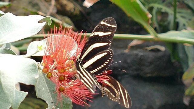 Zebra Longwing Butterflies Feeding on a Red Callistemon Flower