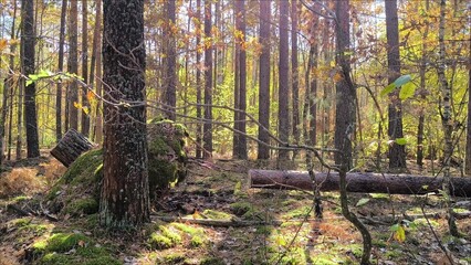Beautiful pine and fir forest, with a fallen tree and the forest floor covered with thick green moss. Beautiful autumn forest with fallen trees.