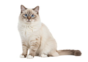 Young adult Ragdoll cat sitting frontal isolated on white background, no depth of field, sharp.
