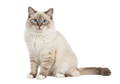 Young adult Ragdoll cat sitting frontal isolated on white background, no depth of field, sharp.
