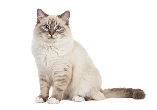 Young adult Ragdoll cat sitting frontal isolated on white background, no depth of field, sharp.