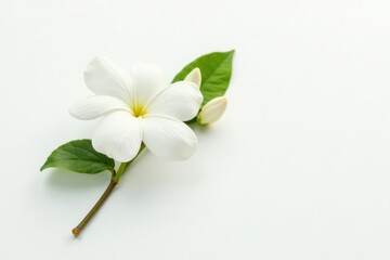 Obraz premium Single jasmine flower with its delicate leaf and stem on a simple white background, jasminum, botanical, floral