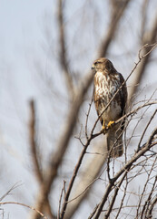 Common buzzard (Buteo buteo) sitting on branch