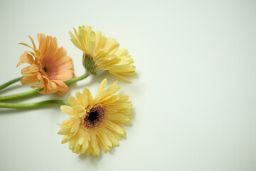 Gerbera daisy flowers on white background with copy space for text or image