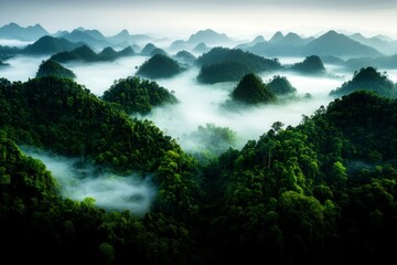 A dense forest covered in mist, with towering trees stretching throughout the landscape, disappearing into the fog