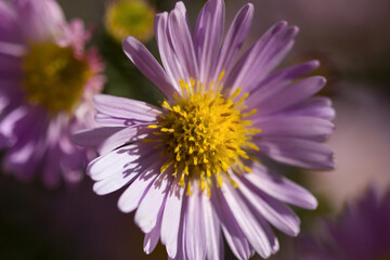 pink aster