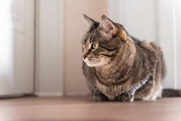 A close-up of a tabby cat with green eyes, lying on the floor in a cozy indoor environment. The soft lighting and shallow depth of field emphasize the cat's calm and curious demeanor.