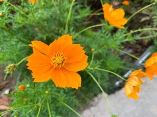Close beautiful orange flower or Kenikir flower or Cosmos sulphureus that blooming in garden