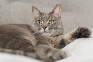 grey cat lies on grey bed and looks away