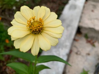 Close up of Zinnia elegans flower blooming in the garden. Beautiful yellow flower with blurred background