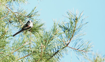 Long-tailed tit (Aegithalos caudatus) perched on pine branch against clear blue sky in sunlight